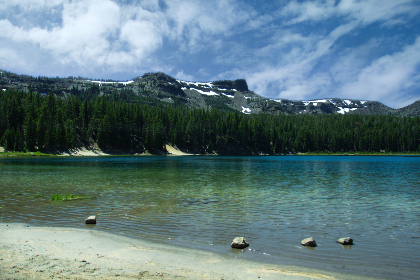 sea-forest